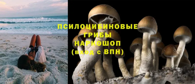 Галлюциногенные грибы MAGIC MUSHROOMS Буинск